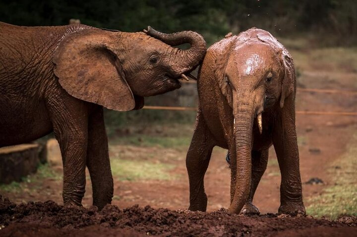 Elephants Orphanage Tour with Nairobi Hotel Pickup