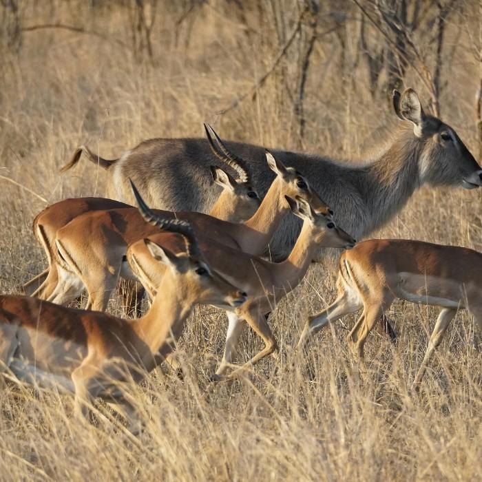 Continue to the Maasai Mara National Reserve