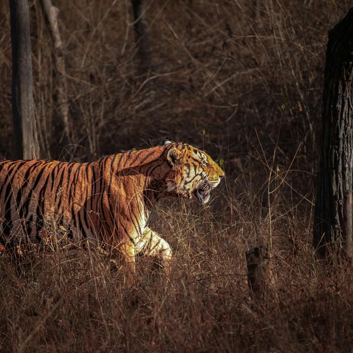 Safari in Samburu National Reserve