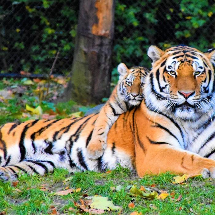 A Day to Discover the Maasai Mara