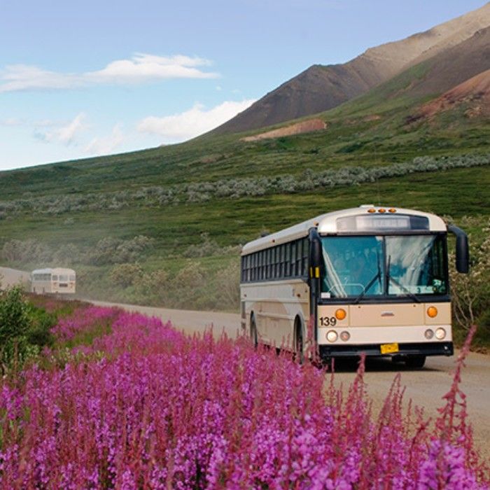 Discover Denali’s Natural History