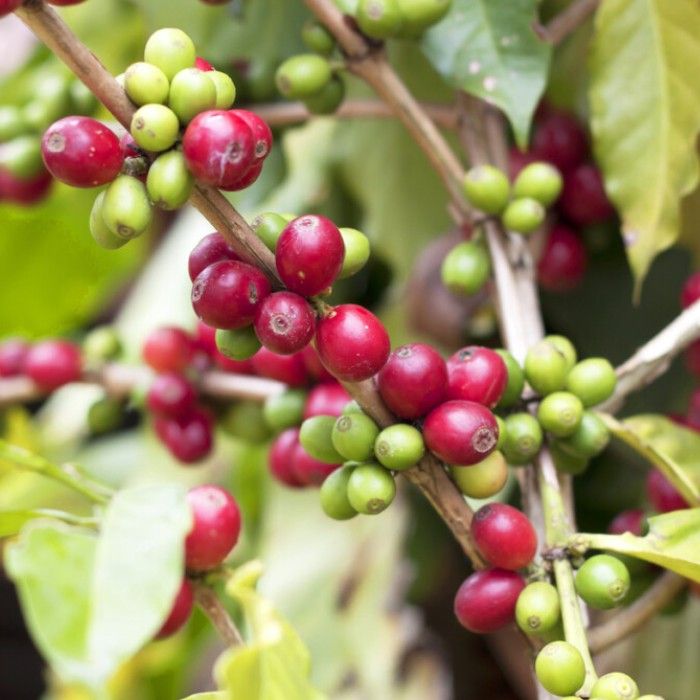 Experience Kona’s Flavors and Traditions