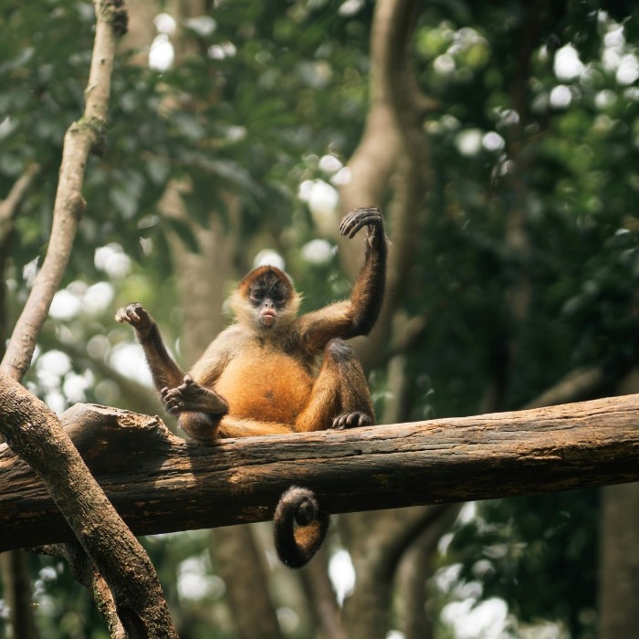 Until Next Time, Costa Rica