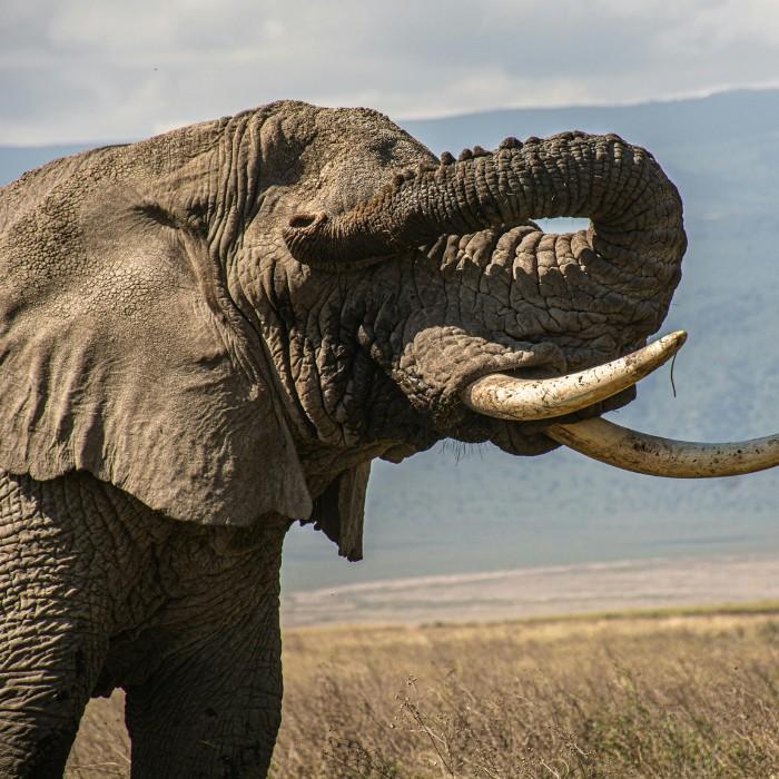 Safari in Kruger National Park