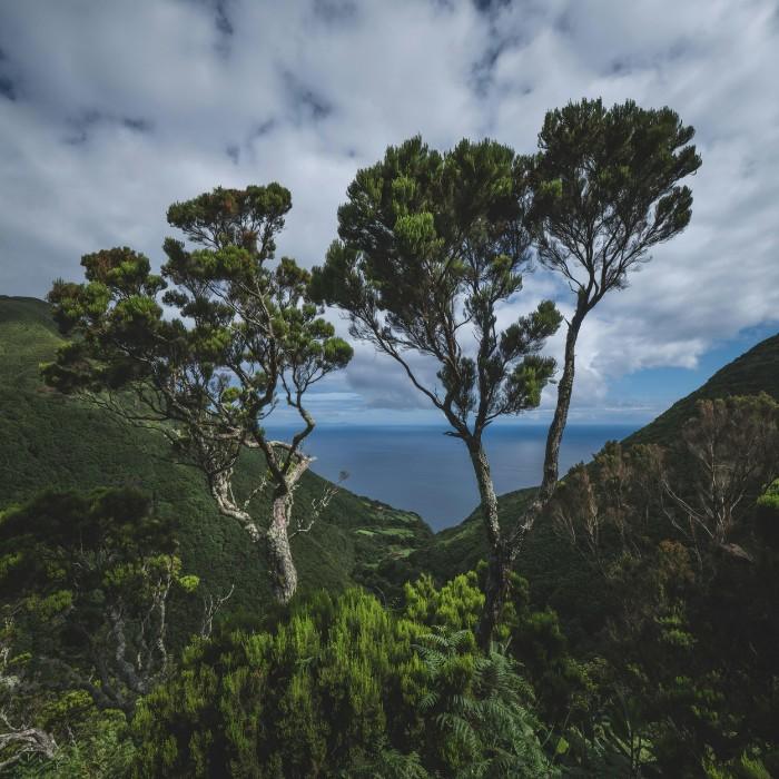 Seek Out the ‘Big 5’