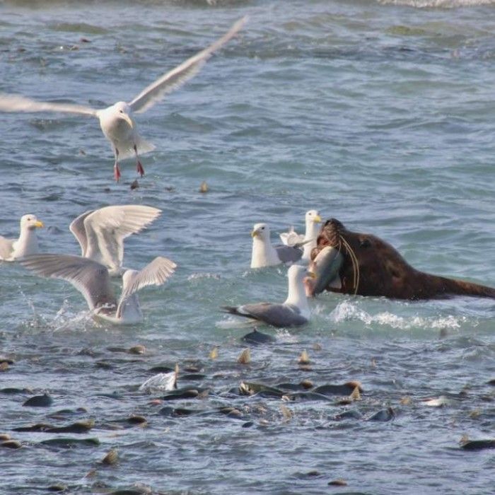 Wildlife of Prince William Sound