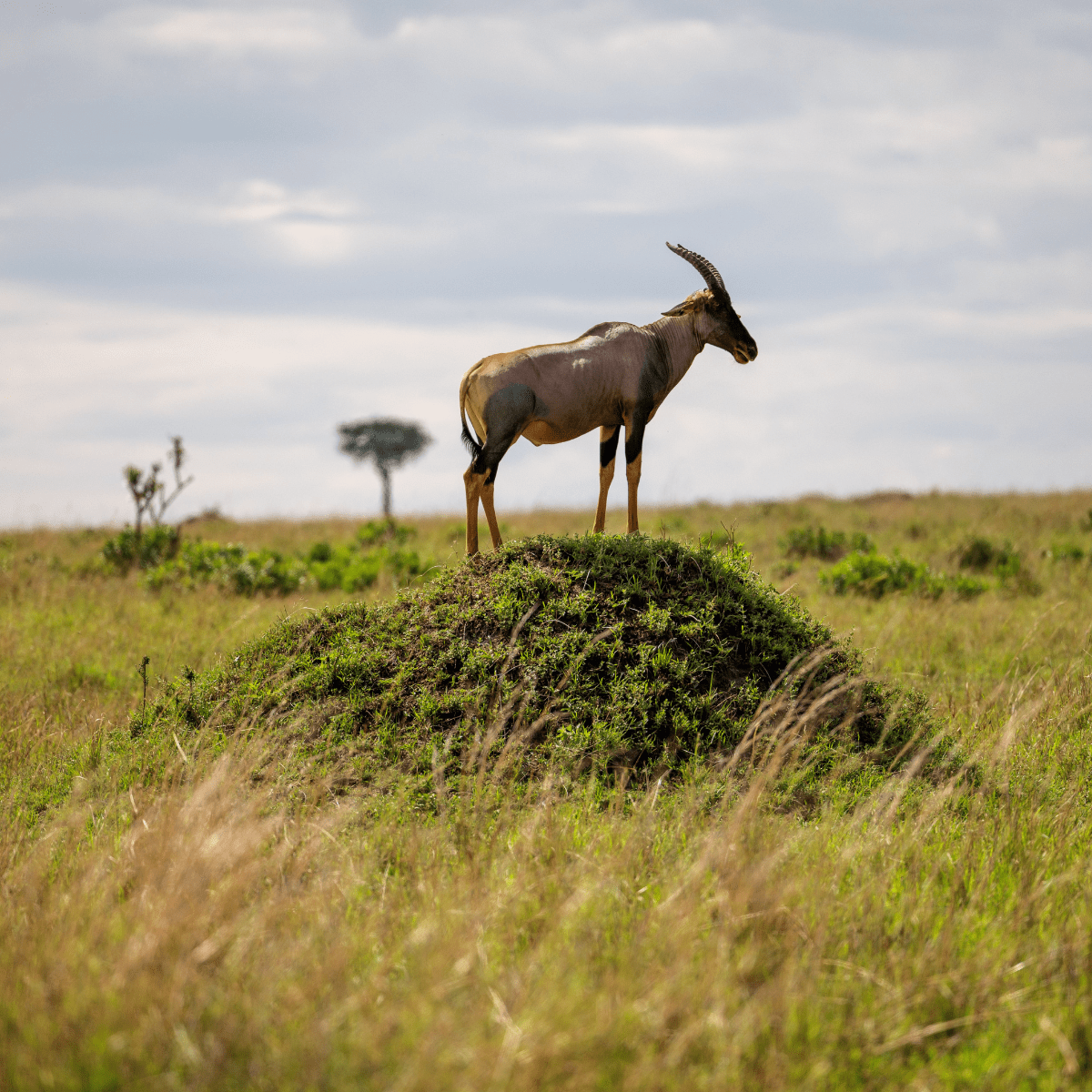 Radisson Blu Water Front