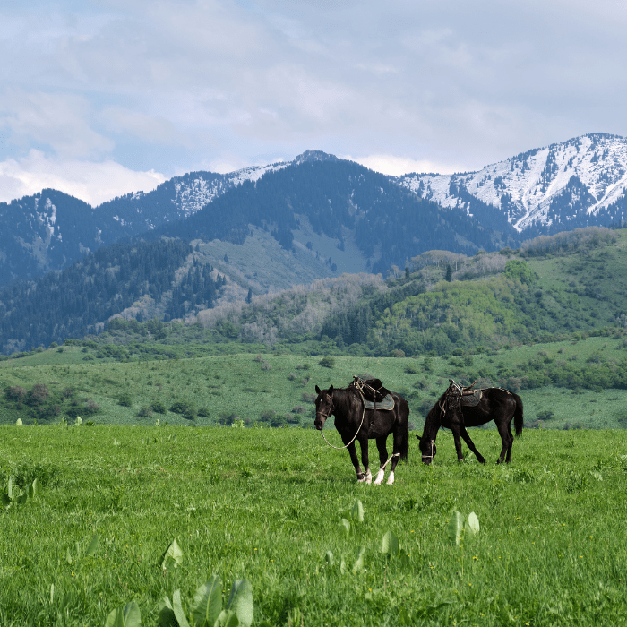 Leisure Day in Almaty