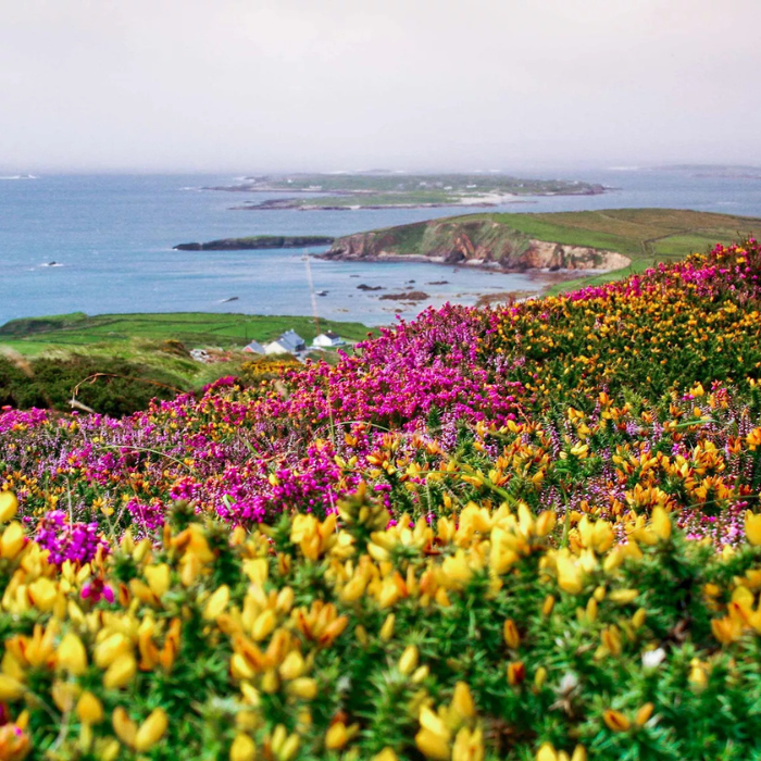 Venture to Wexford and Return to Dublin