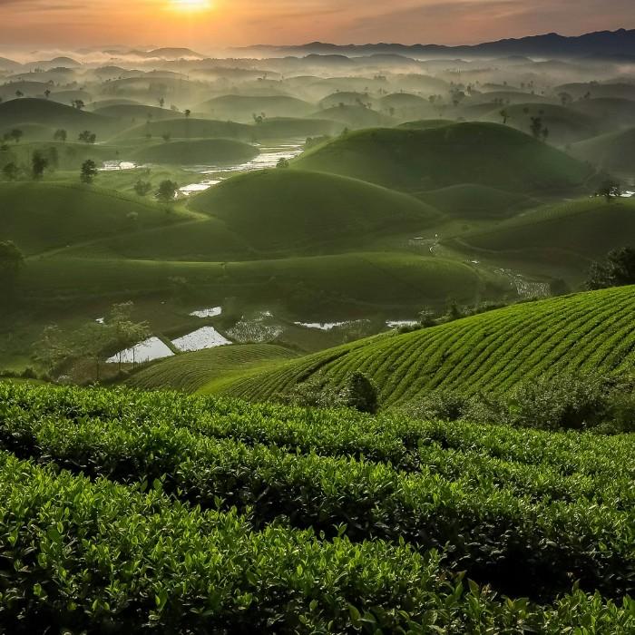 Through the Tea Country Hills