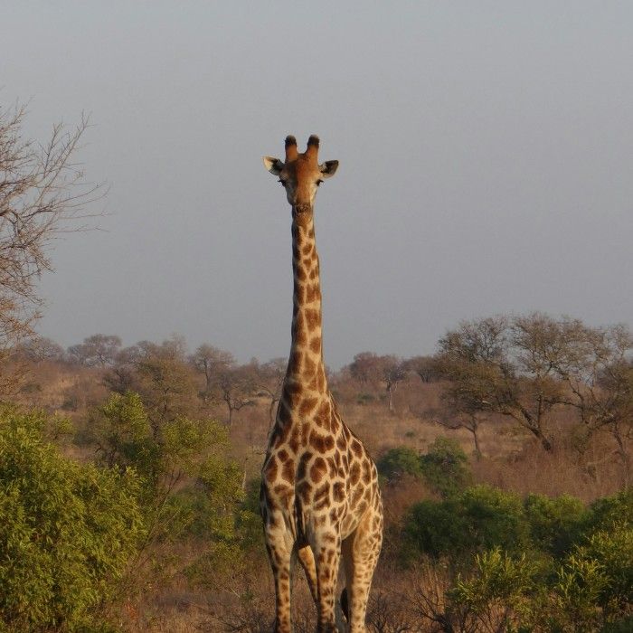 Safari in Yala National Park