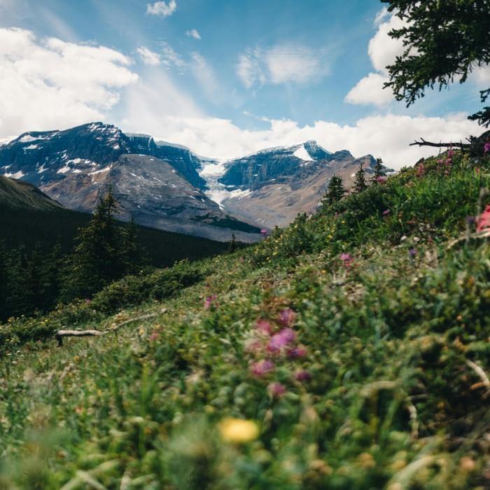 Wild Beauty of Jasper
