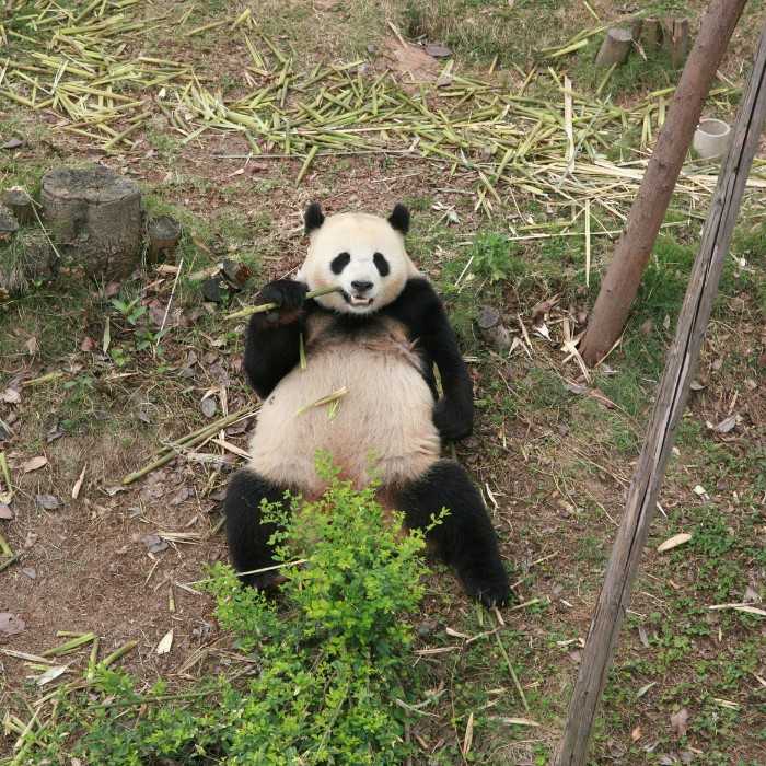 Meet China’s Giant Pandas