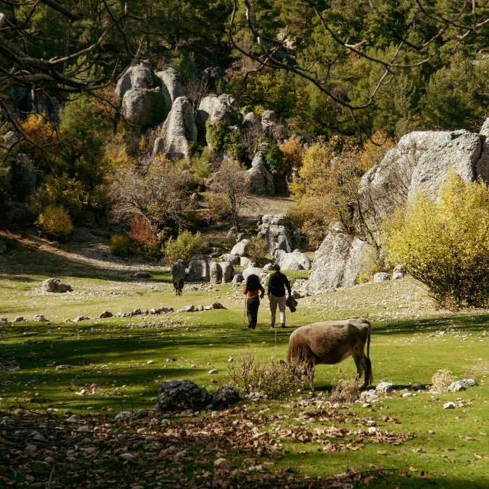 Journey Through the Rustic Rockies