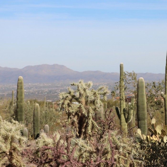  Travel Through the Sonoran Desert to Tucson