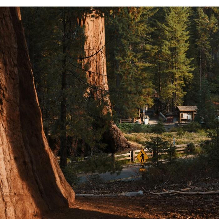 Sequoias and Starlit Skies