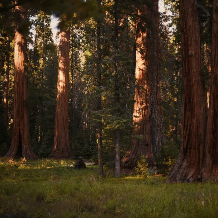 The Best of the Redwoods