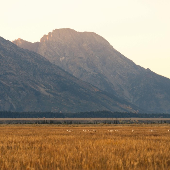 Through Scenic Grand Teton to Yellowstone