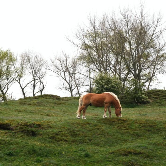 The Black Hills and Crazy Horse Memorial
