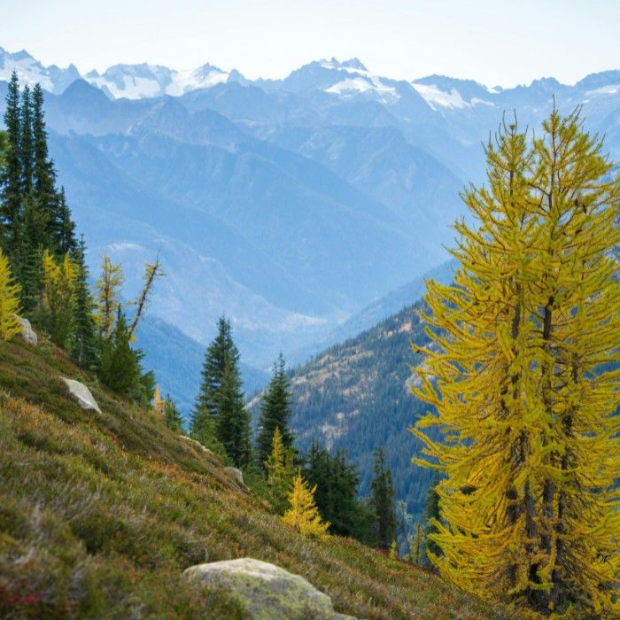 Discover the Impact of Gander