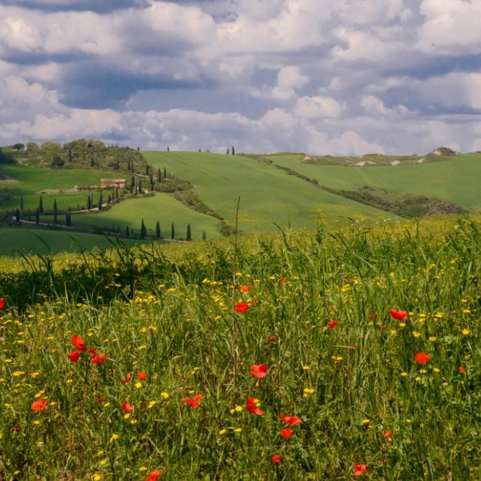 Journey to the Tuscan Hills