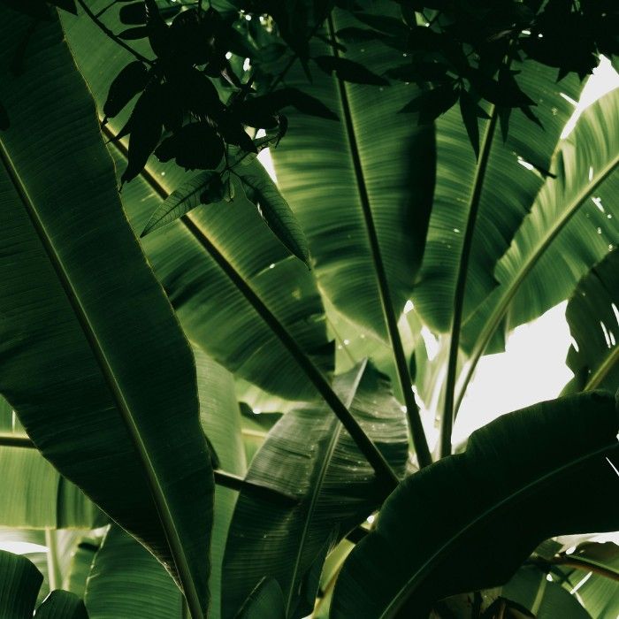 Tropical Cairns, Your Way