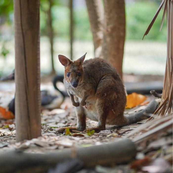 Nature’s Playground, Kangaroo Island