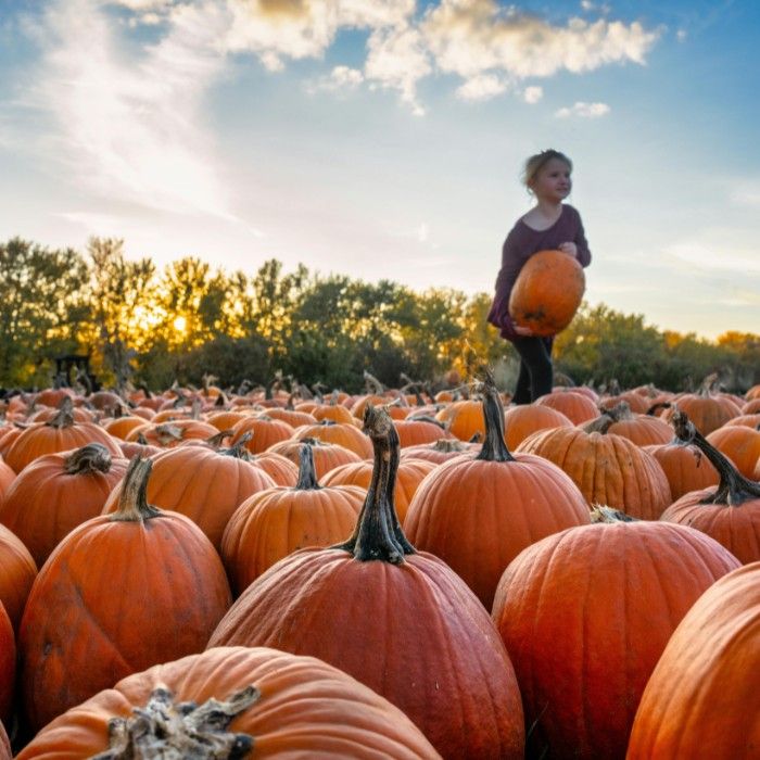 The Bountiful Barossa