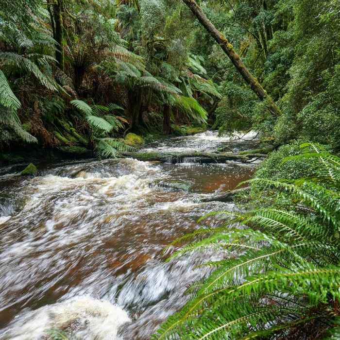 Wilderness and Wine in Launceston