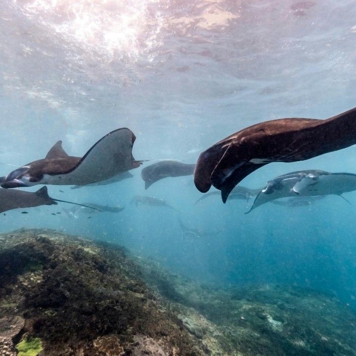 The Great Barrier Reef, Up Close