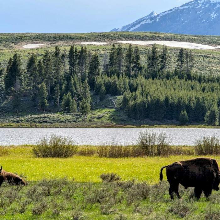 The Grandeur of Yellowstone National Park