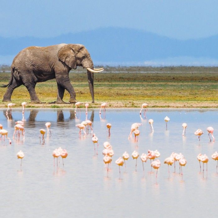Amboseli – Lake Naivasha