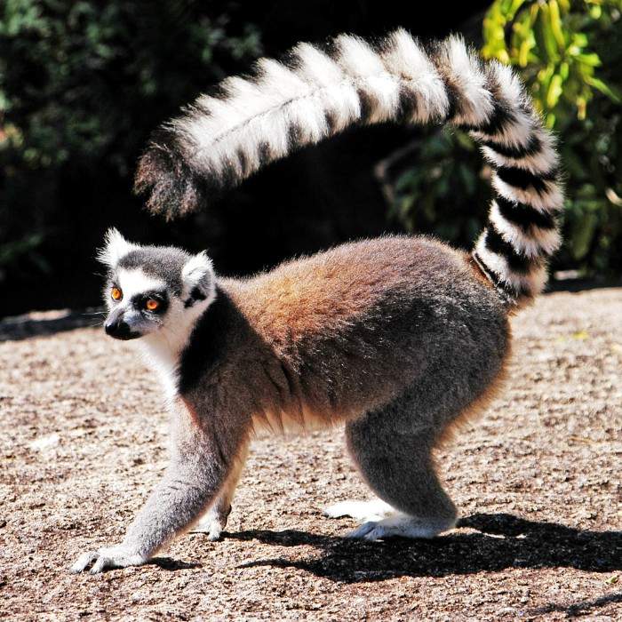 First Lemur Encounters 