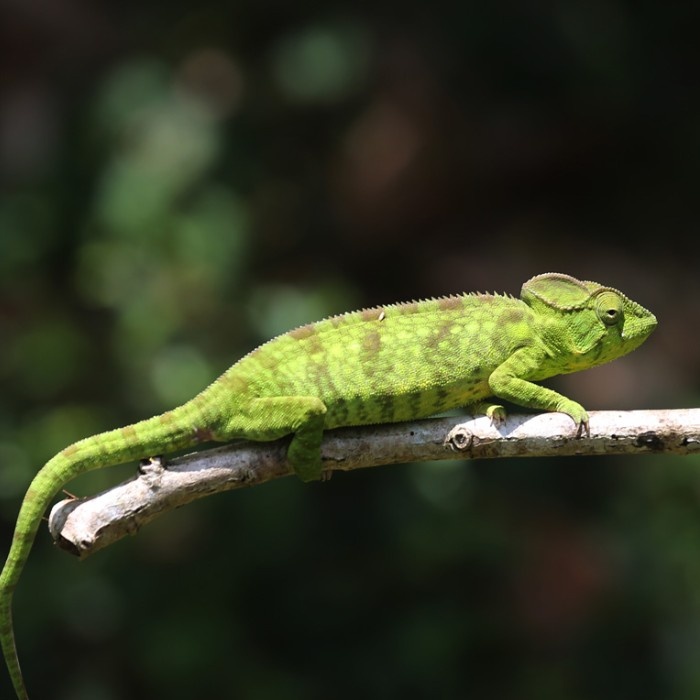 Up-Close with Chameleons 