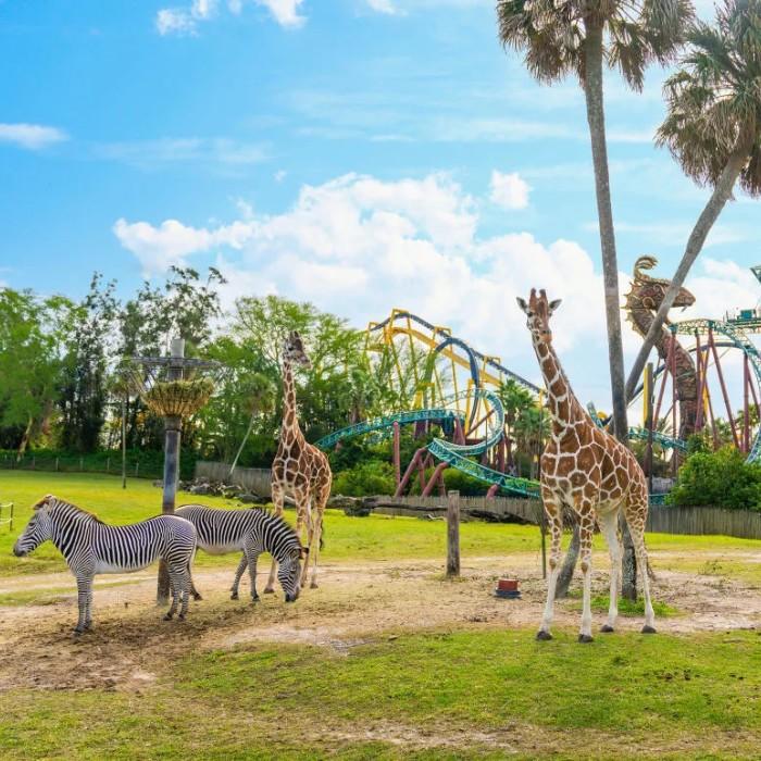 Busch Gardens – Miami