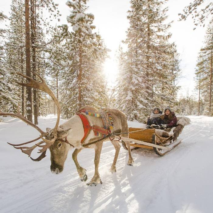 Reindeer Whispers & Snowy Trails 