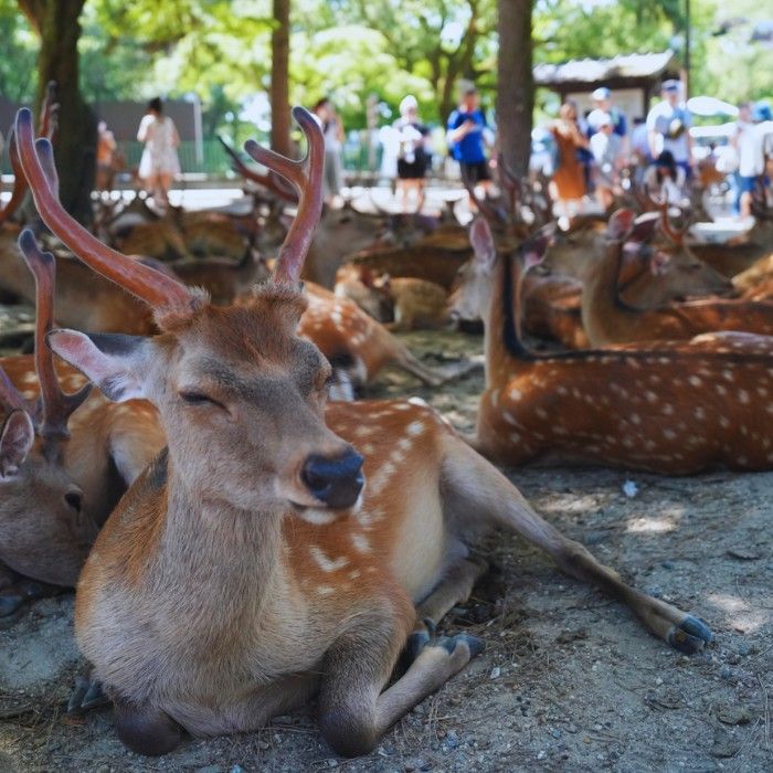 Nara (Day Trip)