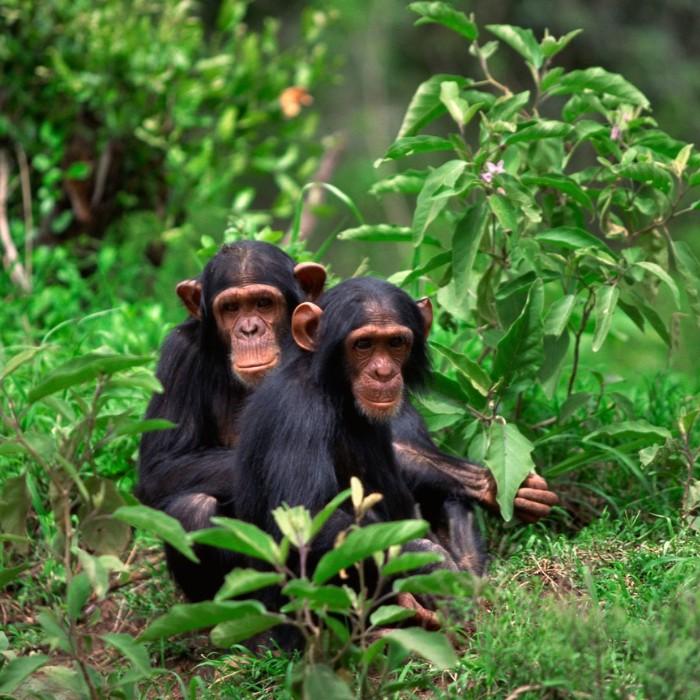 Chimpanzee Tracking 