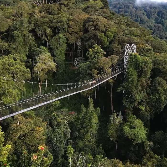 Canopy Walk Thrills 