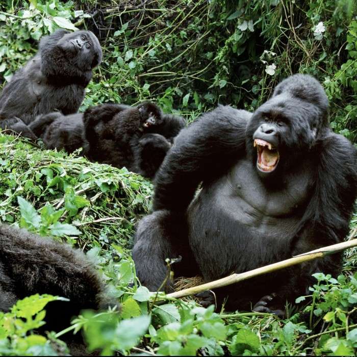 The Gorilla Encounter 