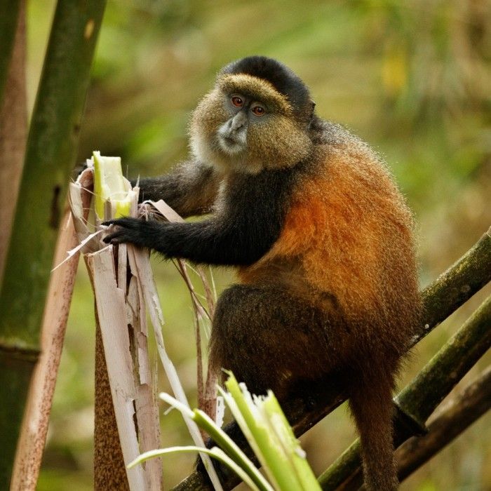 Golden Monkeys & Forest Slopes 