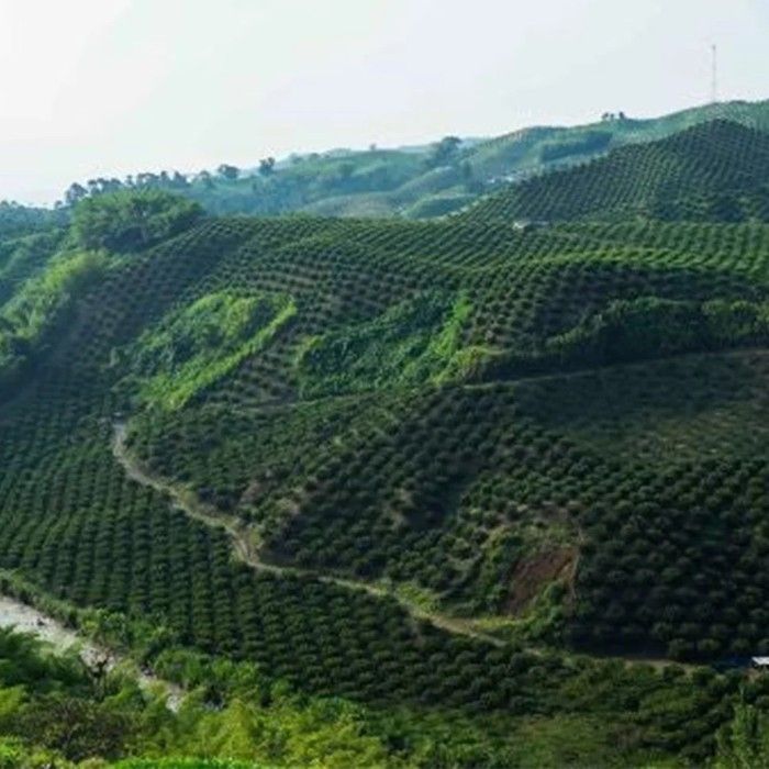 Coffee Region