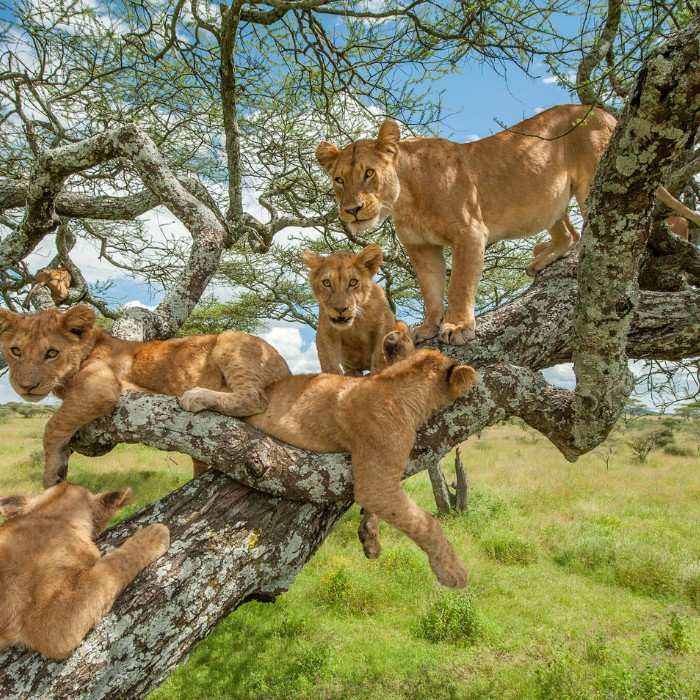 Tree-Climbing Lions