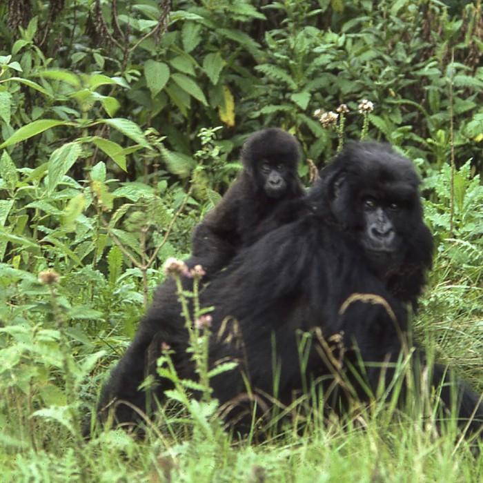 The Great Gorilla Trek