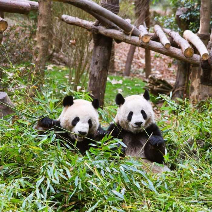 Chengdu