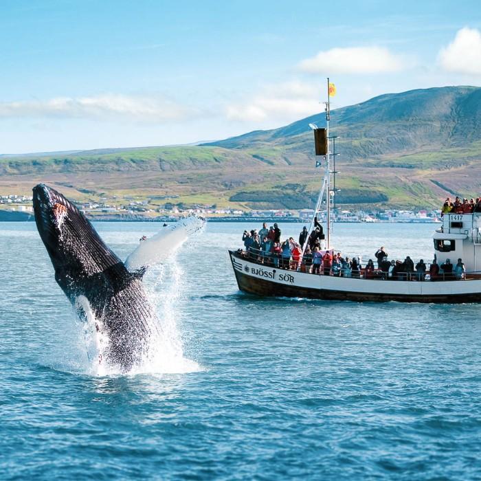 Whale Watching in Húsavík 