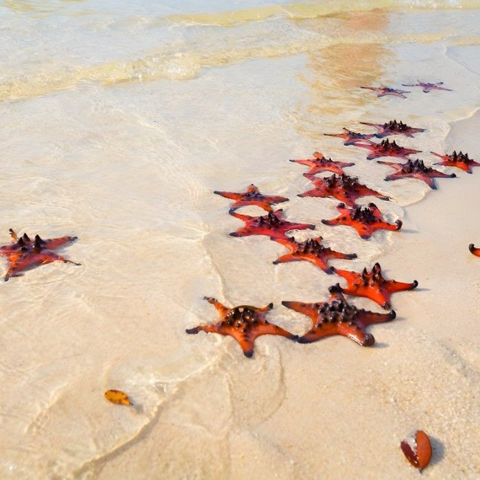 Red Island
