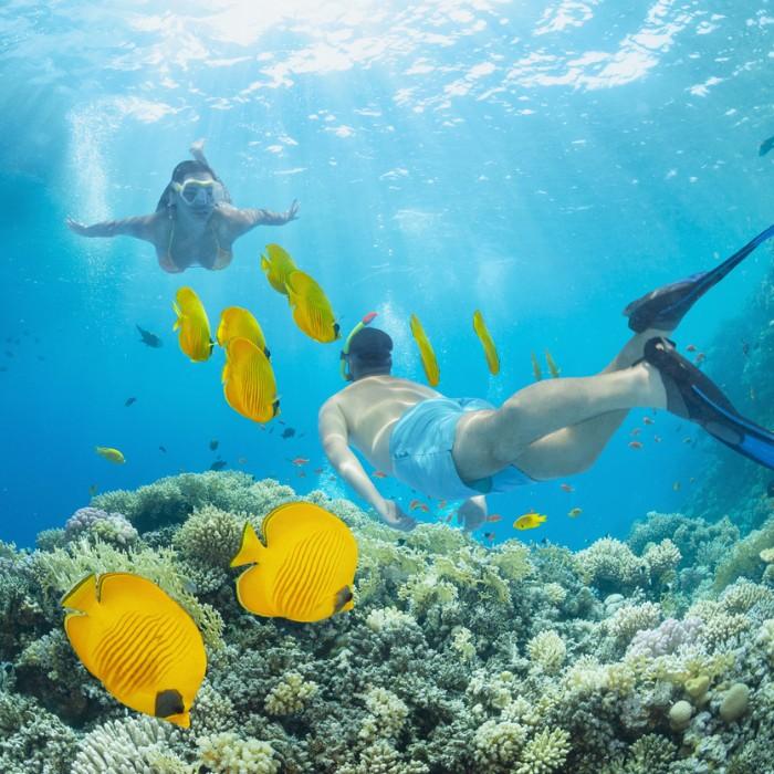 Snorkelling & Marine Life