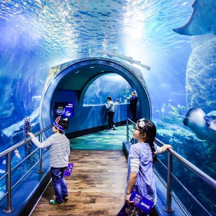 Marine Wonders