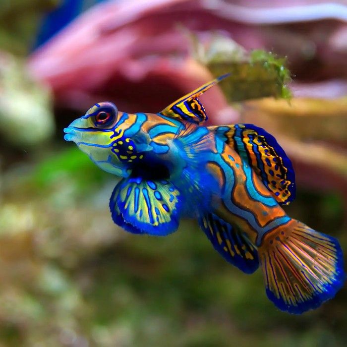 Risong Bay & Mandarin Fish Lake